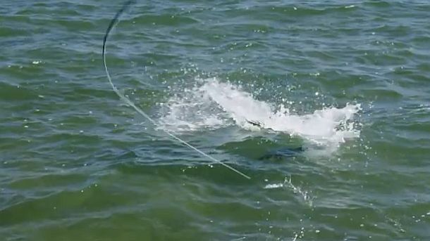 Predator wins “Best Movie” at fishing video awards
